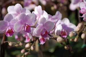 Alcune semplici regole per arredare con gusto un giardino