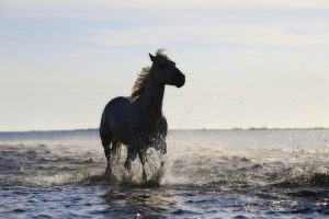 FieraCavalli Verona 2016: al via la 118esima edizione