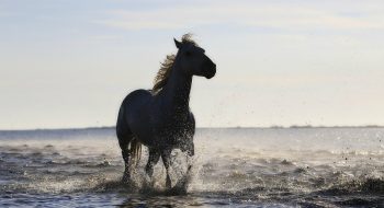 FieraCavalli Verona 2016: al via la 118esima edizione