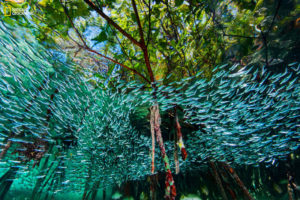 Le foto più belle del 2016 scelte dal National Geographic