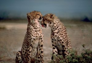 Ghepardi in via d’estinzione: gli scienziati lanciano l’allarme per questi meravigliosi animali