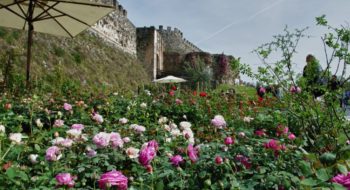 Fiori nella Rocca 2017: raffinata rassegna di fiori rari nella cornice unica nella Rocca di Lonato del Garda