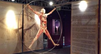 Real Bodies, Roma 2017: arriva in Capitale la mostra dedicata al corpo umano