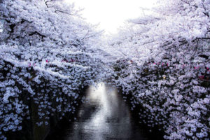 Fioritura dei ciliegi in Giappone: storia, tradizioni e curiosità sull’incanto dell’Hanami (foto)