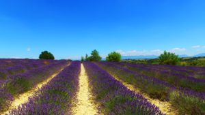 Vacanze in Provenza: idee luxury per il periodo della lavanda