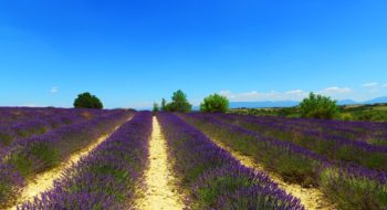 Vacanze in Provenza: idee luxury per il periodo della lavanda