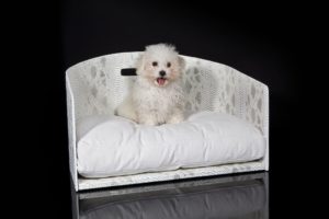 Shopping online: DoggyLy lancia il primo e-commerce di lusso di cucce e accessori per cani