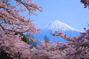 Hanami Giappone 2018: idee di viaggio per ammirare i ciliegi in fiore