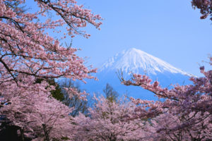 Hanami Giappone 2018: idee di viaggio per ammirare i ciliegi in fiore