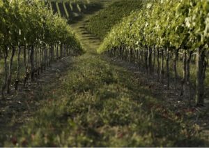 Vinitaly 2018: 64 cantine storiche per un tour tra storia, cultura, paesaggio e vini d’eccezione