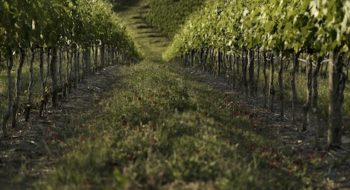 Vinitaly 2018: 64 cantine storiche per un tour tra storia, cultura, paesaggio e vini d’eccezione