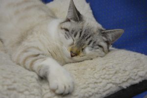 Giornata mondiale del sonno 2018: 7 italiani su 10 dormono male