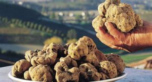 Fiera del tartufo 2018 a Pergola: visitatori da tutto il mondo