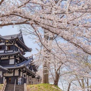 I ciliegi giapponesi: tradizione e natura ispirano da sempre l’alta moda
