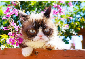 Grumpy Cat, è morta la gatta “scontrosa” più famosa del web