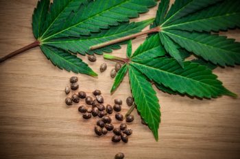 I segreti dei semi di Marijuana: dalla scelta alla coltivazione