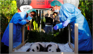 Cuccioli di panda allo zoo di Berlino: 100 giorni dopo la nascita svelati i nomi dei due gemelli