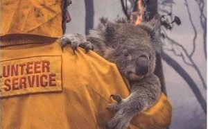Australia incendi su 8 milioni di ettari di territorio: le celebrità donano da Nicole Kidman a Leonardo DiCaprio