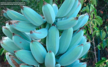 Blue Java: la banana blu che sa di gelato alla vaniglia