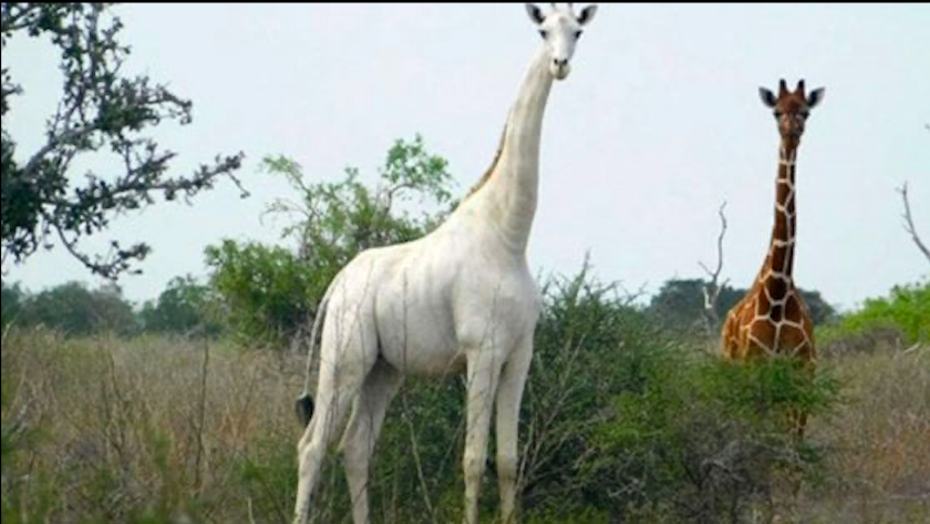 Kenya, morte due giraffe bianche: bracconieri ammazzano mamma e cucciolo