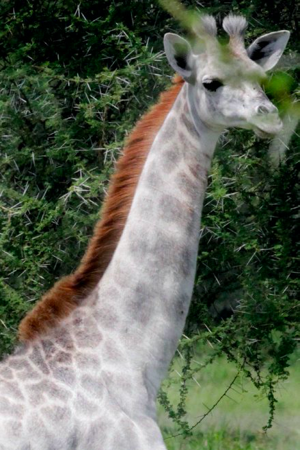 Kenya, morte due giraffe bianche: bracconieri ammazzano mamma e cucciolo