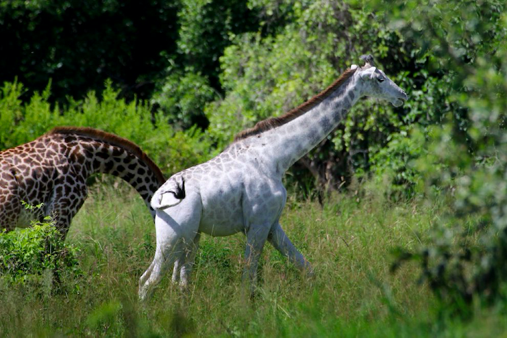 Kenya, morte due giraffe bianche: bracconieri ammazzano mamma e cucciolo