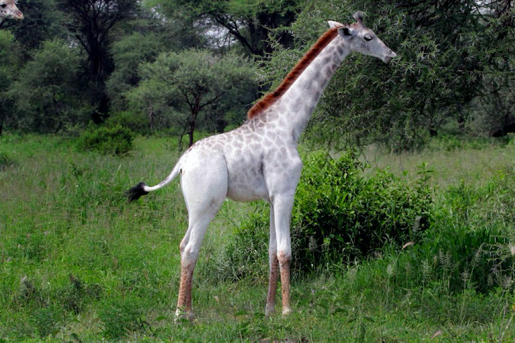 Kenya, morte due giraffe bianche: bracconieri ammazzano mamma e cucciolo