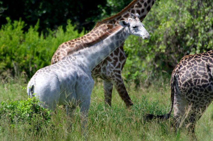 Kenya, morte due giraffe bianche: bracconieri ammazzano mamma e cucciolo