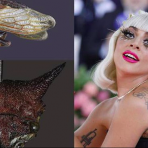 Lady Gaga diventa un insetto: il riconoscimento arriva dall’Università dell’Illinois