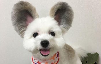 Goma Giappone star del web: il cane con le orecchie da topolino