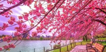 L’invasione dei fiori di ciliegio: spettacolo della natura da Washington DC a Tokyo