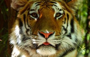 Tigre Coronavirus: il primo animale al mondo positivo a New York