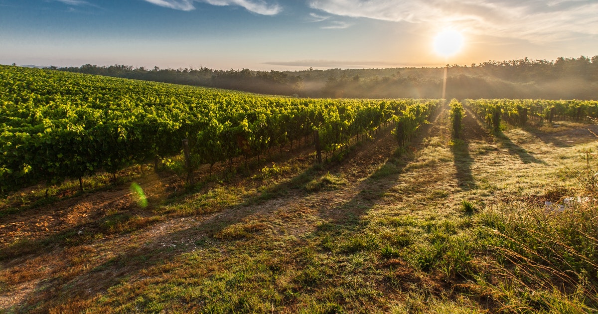 Turismo del vino in maremma