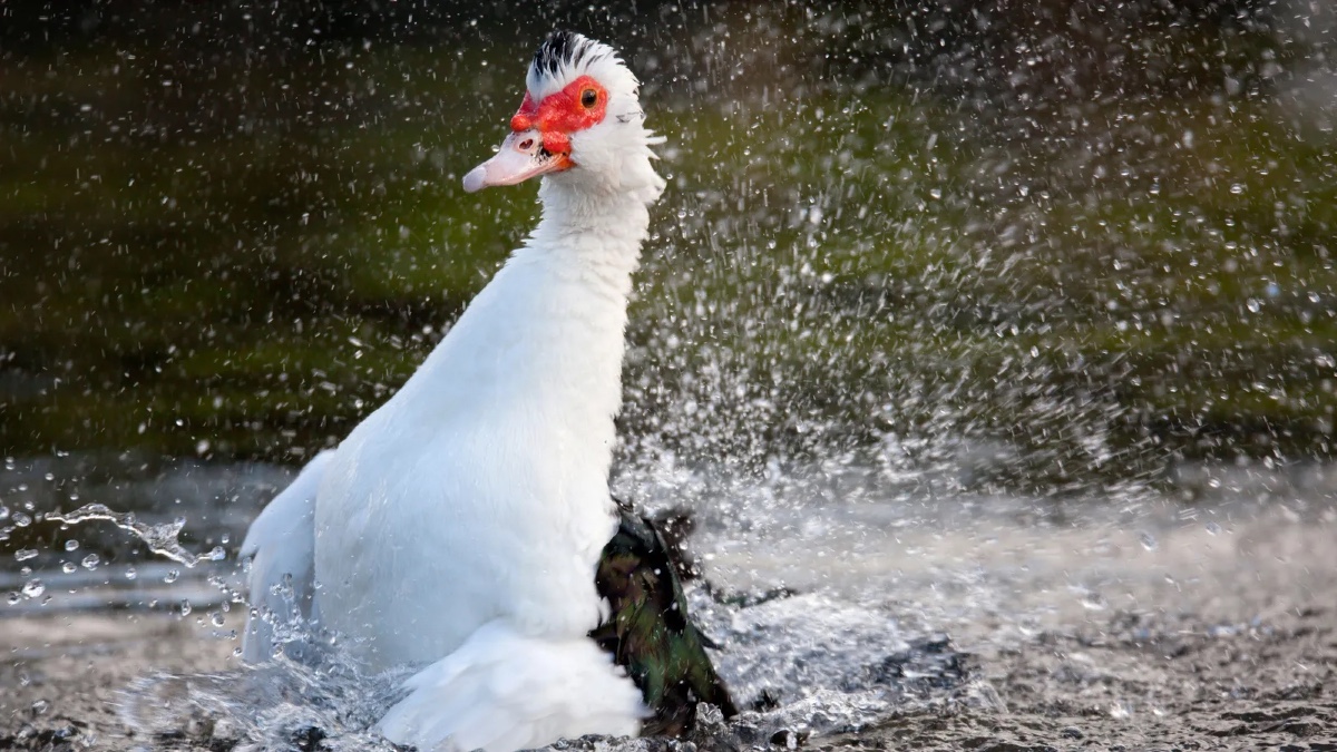 Quanto pagheresti per un animale? Ecco l'incredibile classifica della BBC