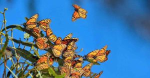 Le Case delle farfalle più belle del nostro paese: un’esperienza a contatto con la natura