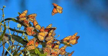 Le Case delle farfalle più belle del nostro paese: un’esperienza a contatto con la natura