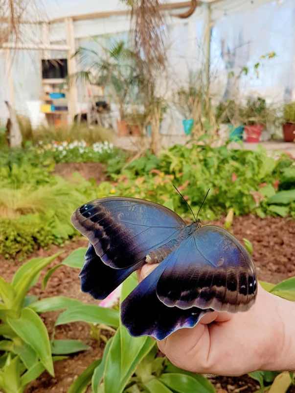  case delle farfalle più belle