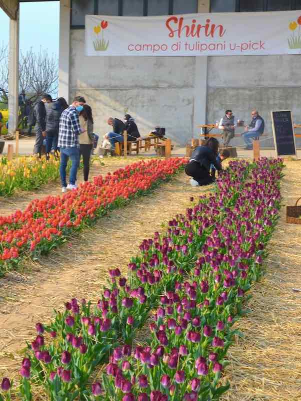 Campo tulipani "you-pick" in italia