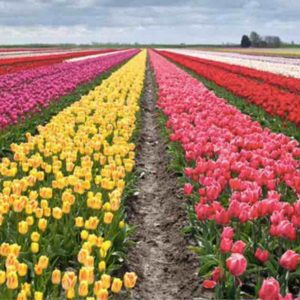 Primavera alle porte, i campi di tulipani “you-pick” più belli d’Italia