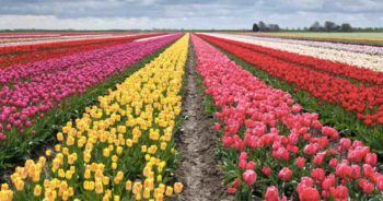 Primavera alle porte, i campi di tulipani “you-pick” più belli d’Italia