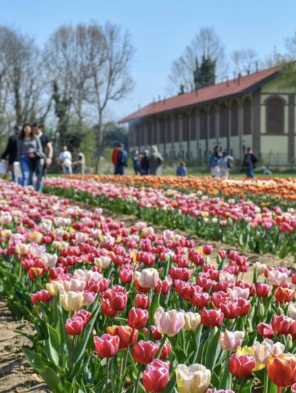 Campi tulipani "you-pick" italia