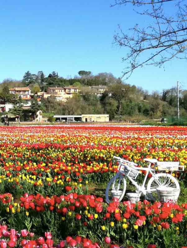 campi di tulipani "you-pick" Italia