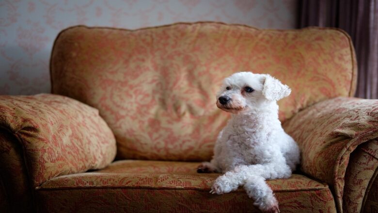 Dolce&Gabbana lancia il suo profumo per cani, la nuova frontiera nel lusso per animali