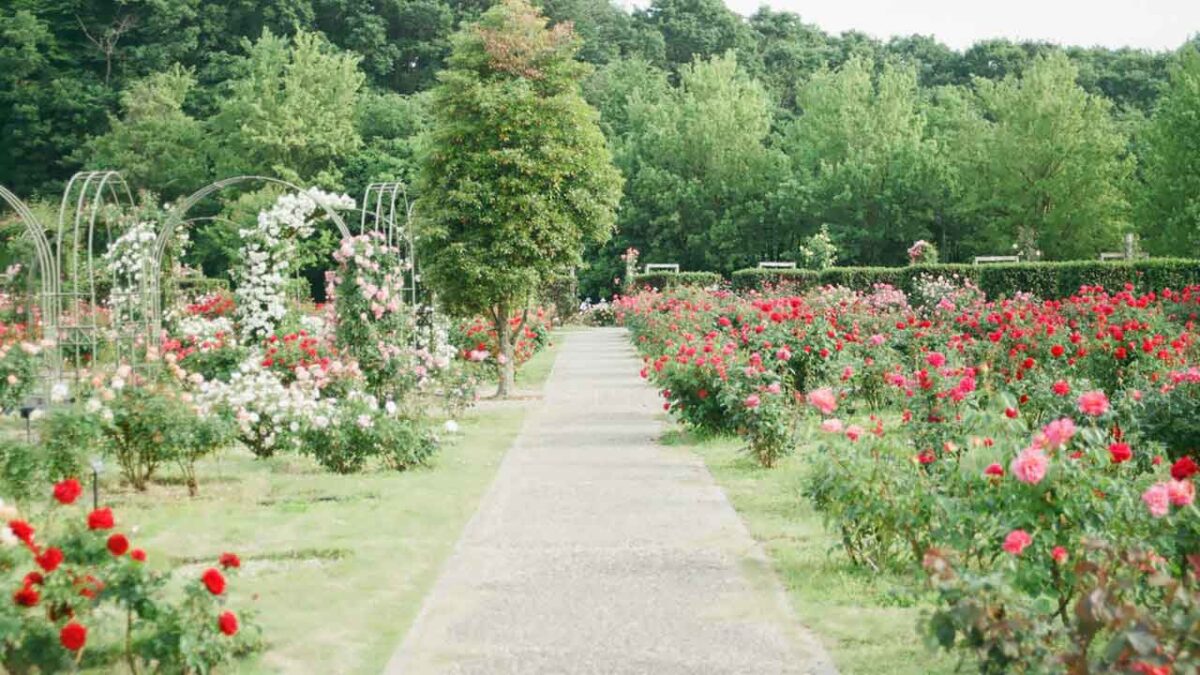 Come rendere lussuoso il tuo giardino: consigli utili